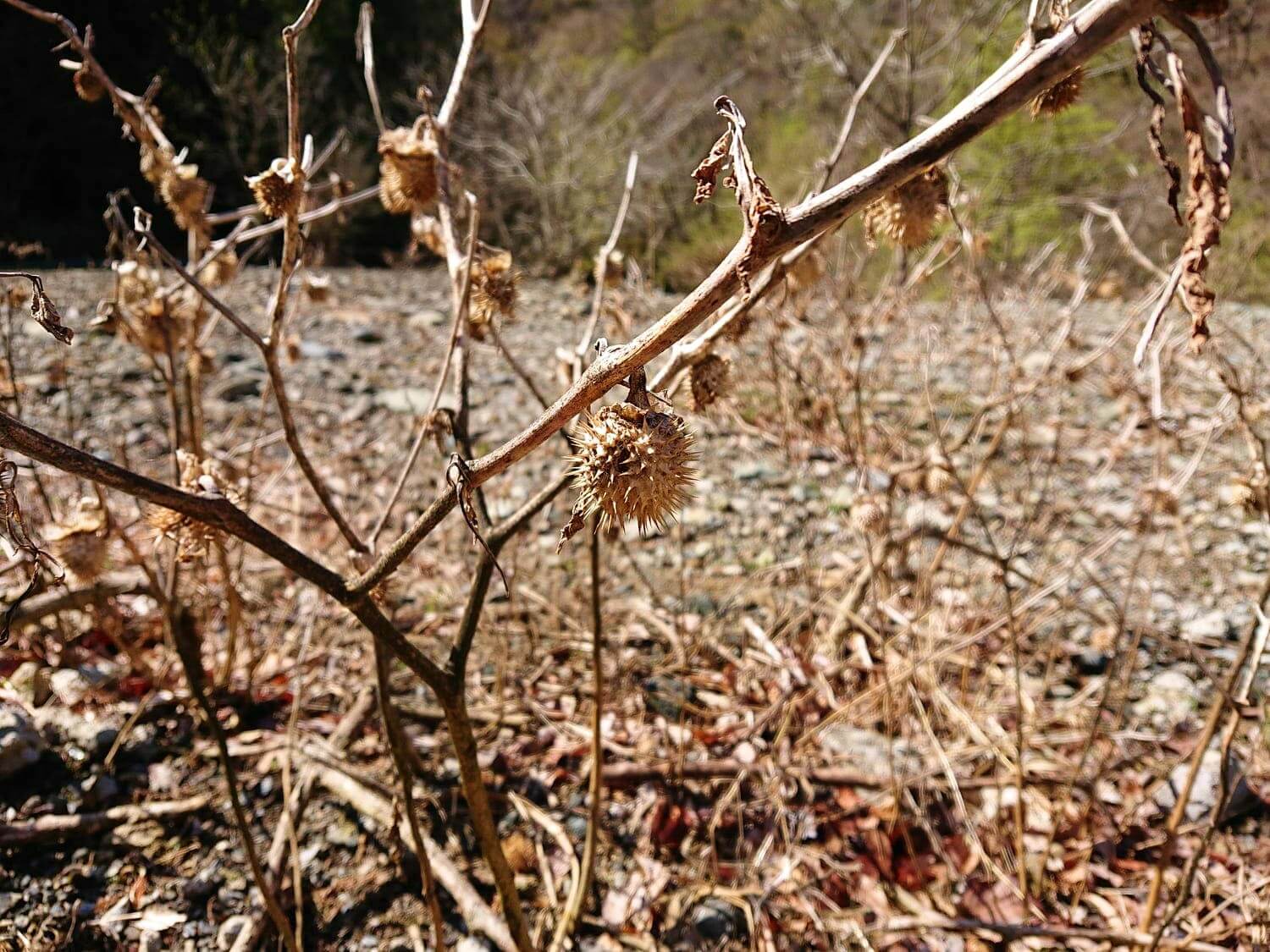 栃代川に生えているよくわからない植物
