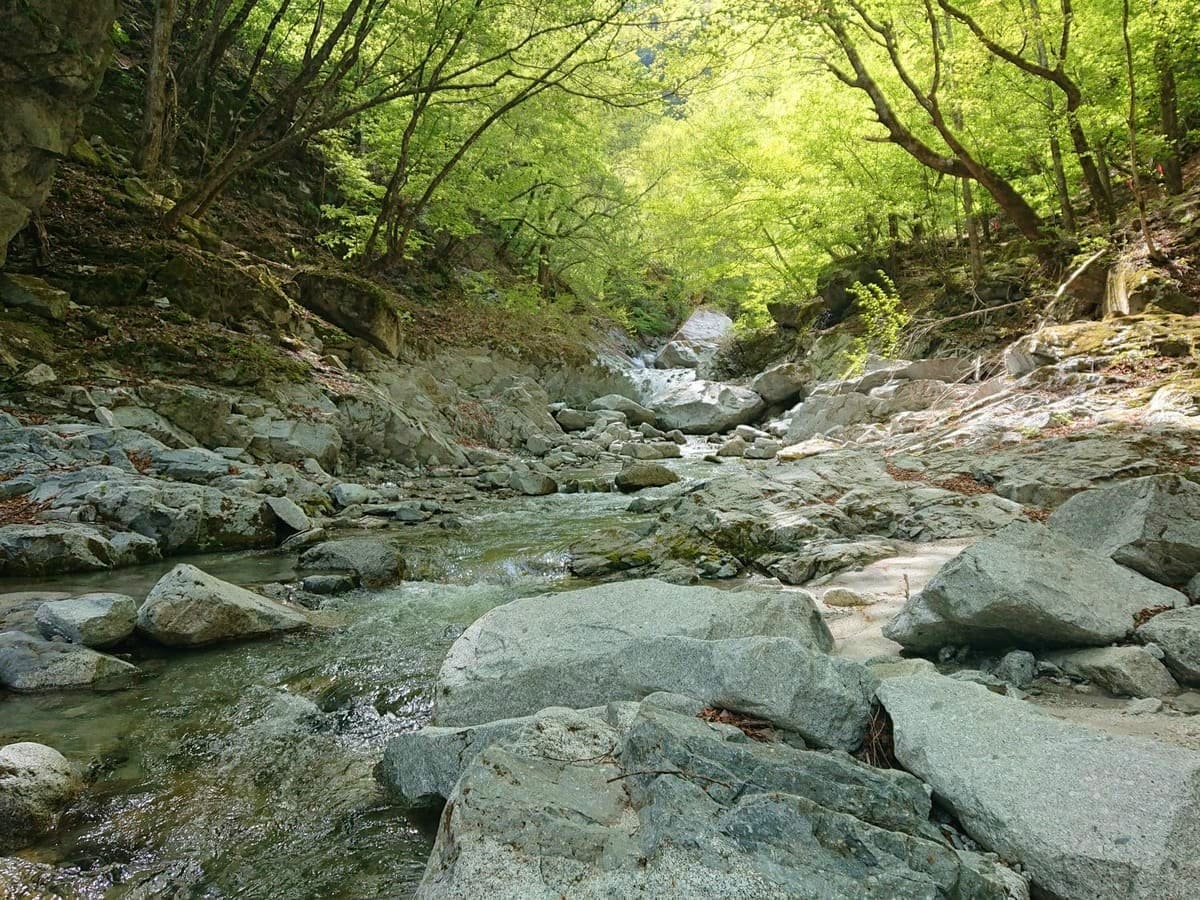 新緑に色づく石空川渓谷