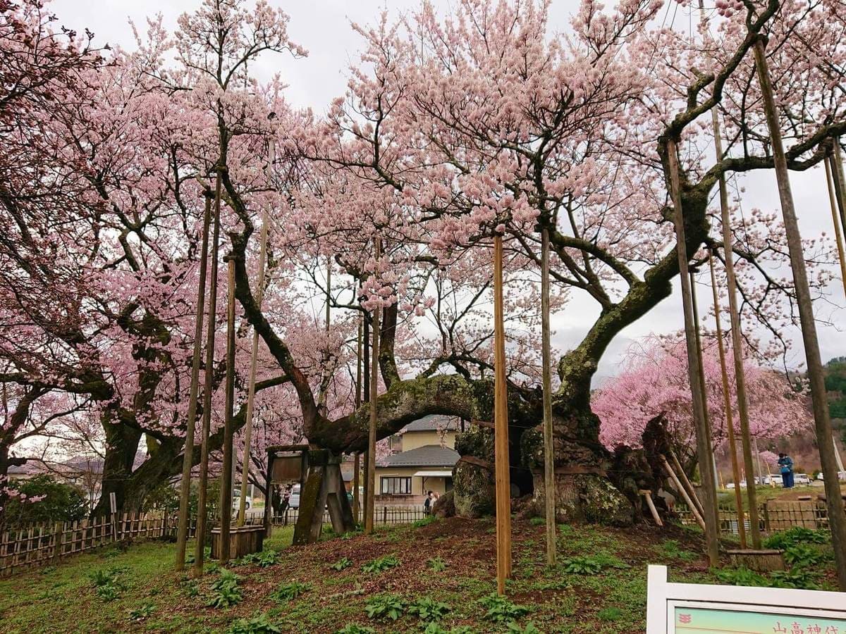 樹齢2000年を誇る神代桜