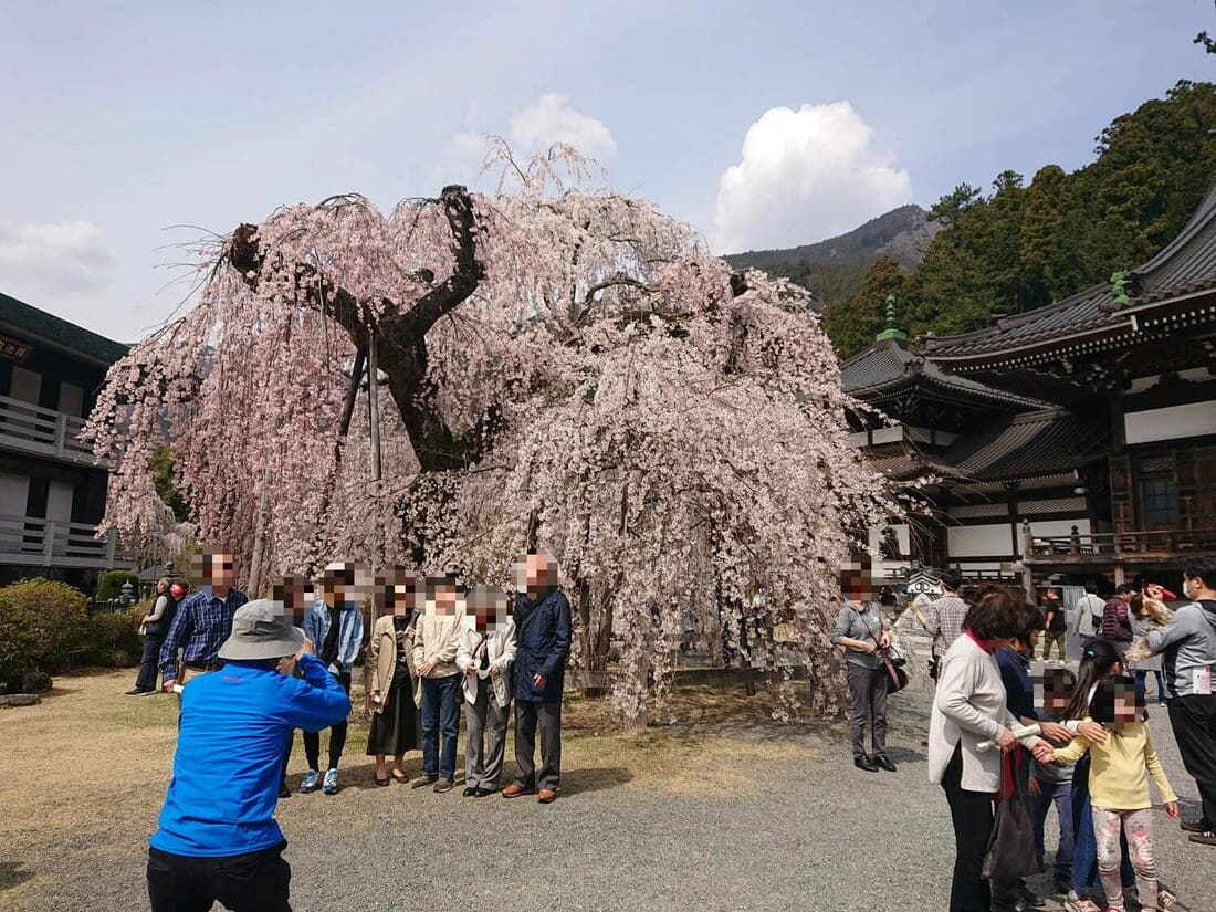撮影スポットとして人気の桜