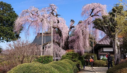 【慈雲寺のイトザクラ】樹齢およそ300年。春爛漫の境内で迎える大きな古桜