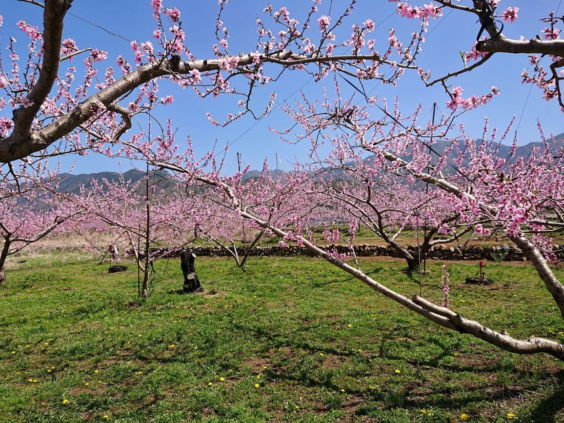 寺カフェ いちょうの樹の周りに広がる桃畑