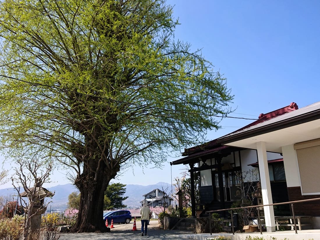 寺カフェ いちょうの樹 大きな銀杏